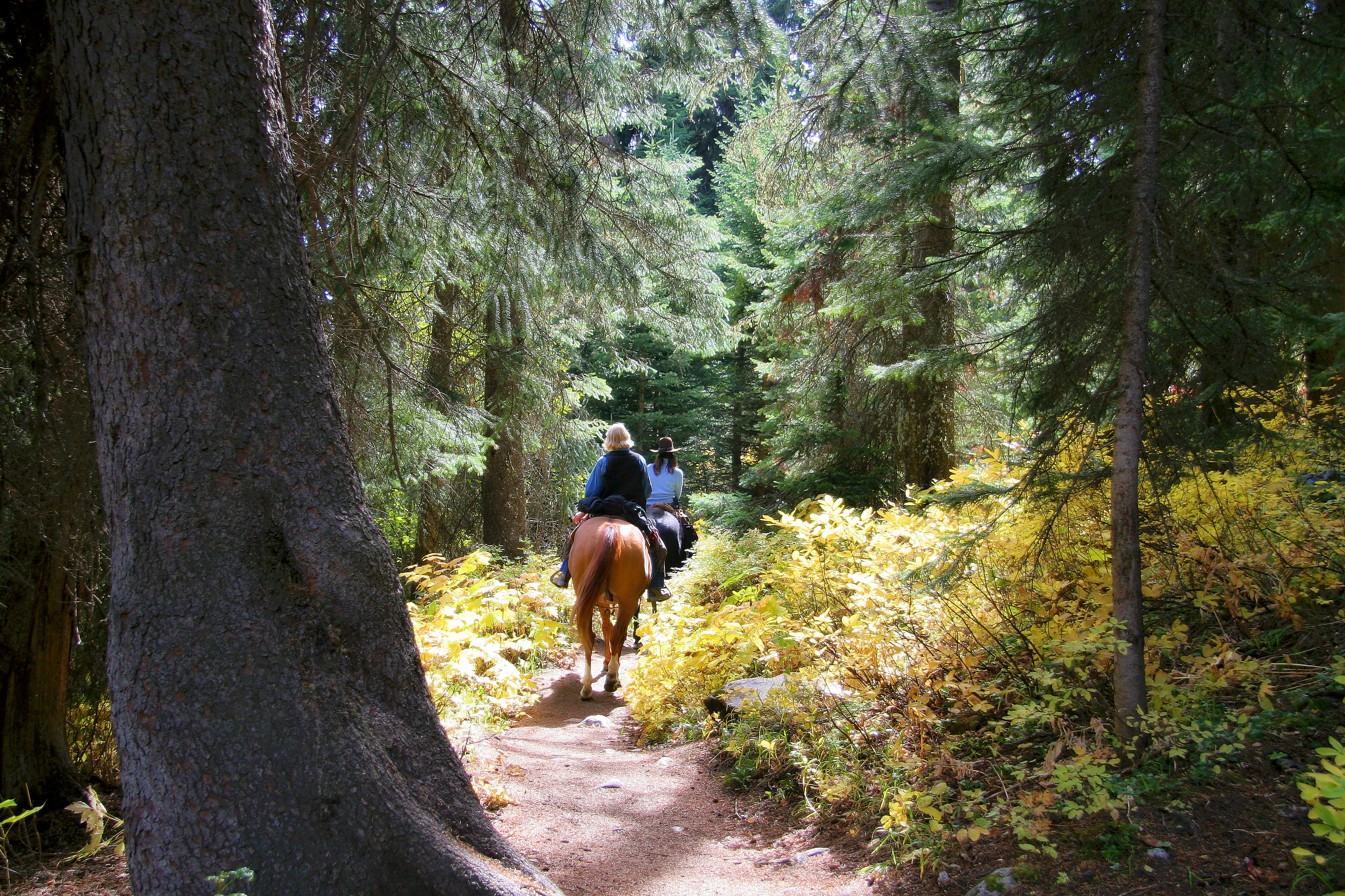 Things to Do in Oakhurst, CA